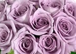 12_lavender_roses.jpg