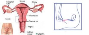 uterine-views.jpg
