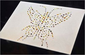 butterfly-533[1].jpg