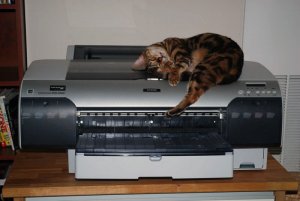 haley-printer.jpg