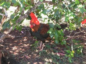 CGKauairooster2.JPG