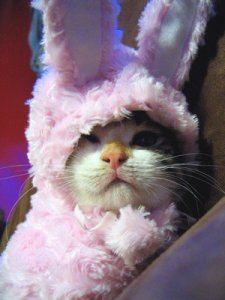 roxy bunny.jpg