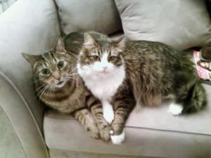 cuddlingkittens.jpg