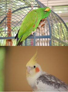 birds.jpg
