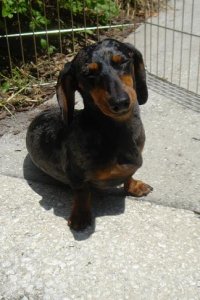 Jolene Too Sunny45.JPG