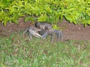 lsmassivecrab.jpg