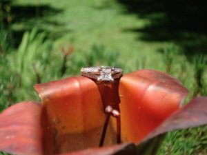 Copperlily1.JPG
