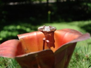 Copperlily2.JPG