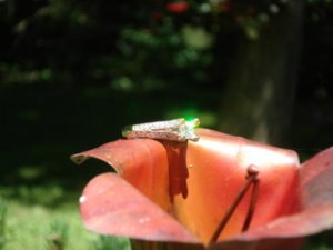 Copperlily3.JPG