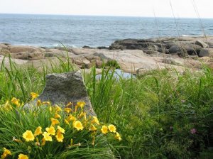 yellow flowers at sohier park.JPG