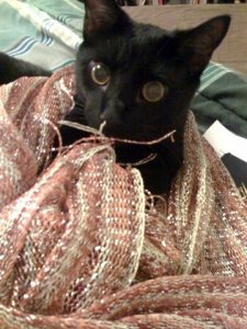 cricketcat.JPG