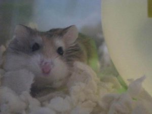 IMG_0479freke stuffed cheeks hammie.jpg