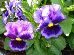 pansies.JPG