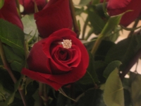 rosebling.jpg