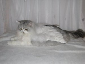 Pixie 004.jpg