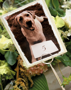 dog table 1.jpg