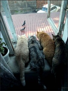 cats and birds.jpg