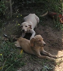 Puppies 9-25-07 030.JPG