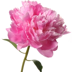 Light_Pink_Peonies_Flower_250.jpg
