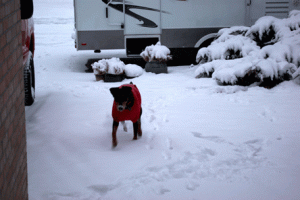 snowdog.gif