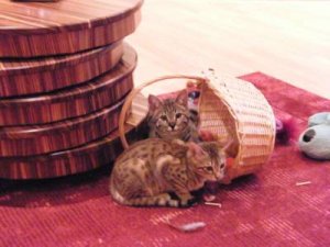 toybasket.jpg