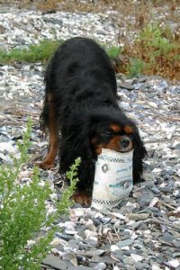 pdawg3.jpg