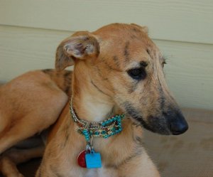 lurcher girl puppy.jpg