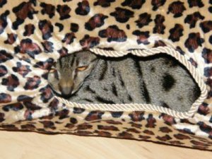 spotsonspots.jpg