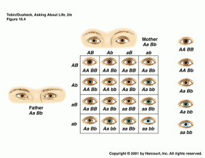 eyecolor.gif