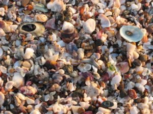 shellcloseup.jpg