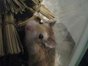 IMG_0155sized.jpg