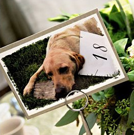 dog table 2.jpg