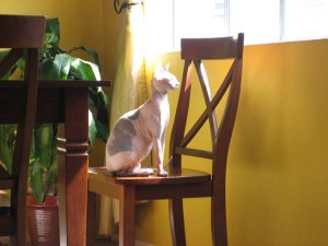 sphynx_1.jpg