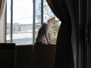 sphynx_5.jpg