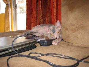 sphynx_6.jpg