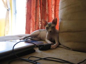 sphynx_7.jpg