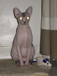 sphynx_10.jpg