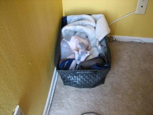 sphynx_3.jpg