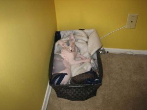 sphynx_4.jpg