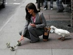 dux1.JPG dux1.JPG