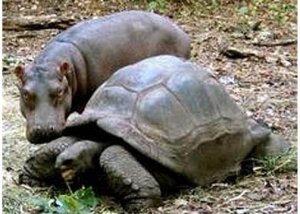 BabyHippoNTortoise1.jpg