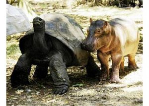 BabyHippoNTortoise2.jpg