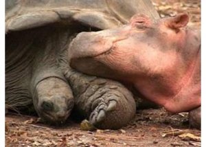 BabyHippoNTortoise4.jpg