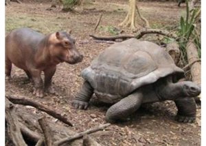 BabyHippoNTortoise7.jpg