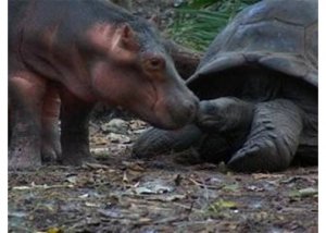 BabyHippoNTortoise6.jpg