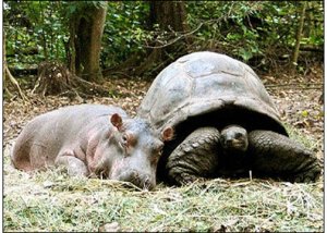 BabyHippoNTortoise3.jpg
