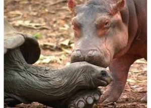BabyHippoNTortoise5.jpg