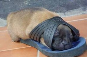puppyslip.jpg