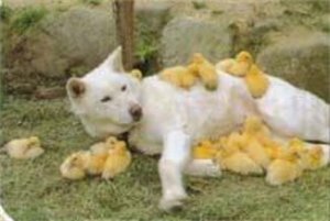 SillyAnimals16.jpg