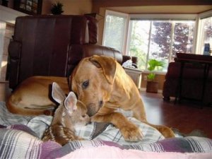 SillyAnimals10.jpg